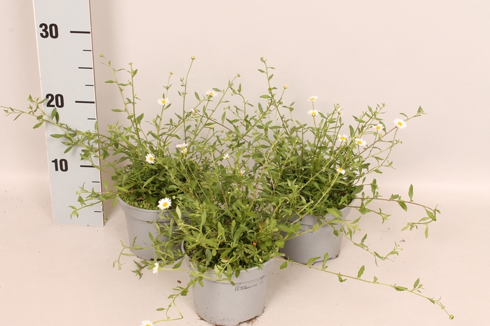 <h4>Erigeron karvinskianus Profusion</h4>