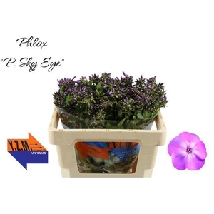 PHLOX P SKY EYES