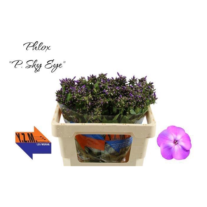 <h4>PHLOX P SKY EYES</h4>