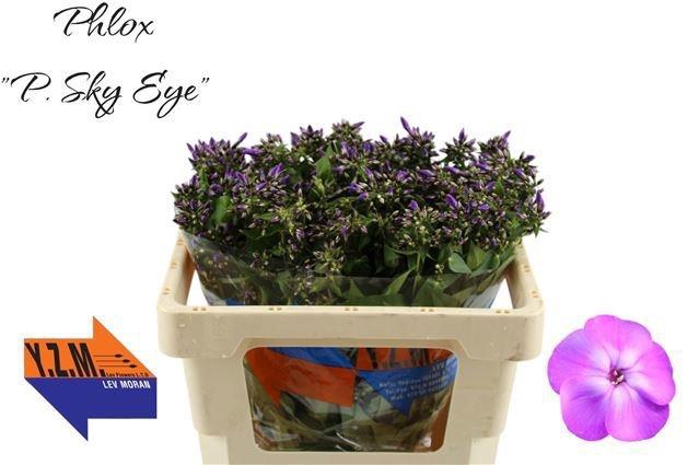 <h4>Phlox P Sky Eyes</h4>