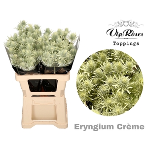 Eryngium Supernova Creme 60cm