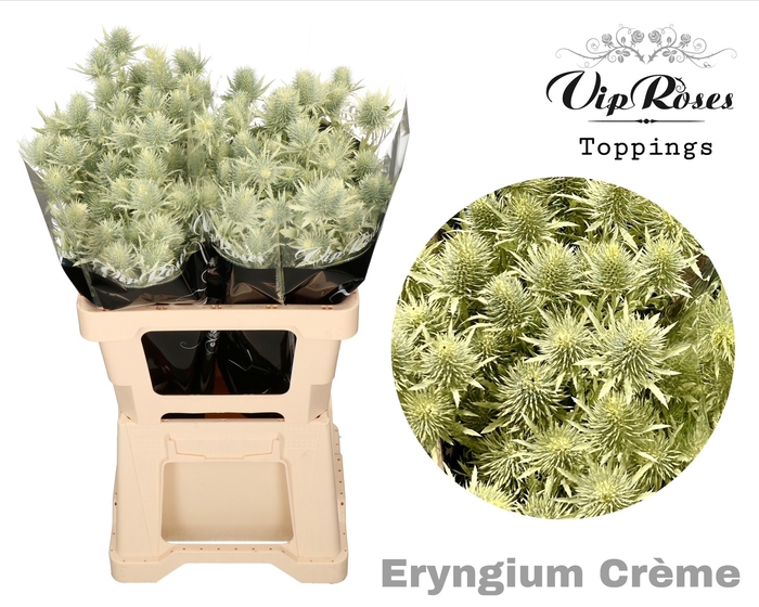 <h4>ERYNGIUM SUPERNOVA CREME 60cm</h4>