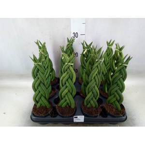 Sansevieria cyl.  ...