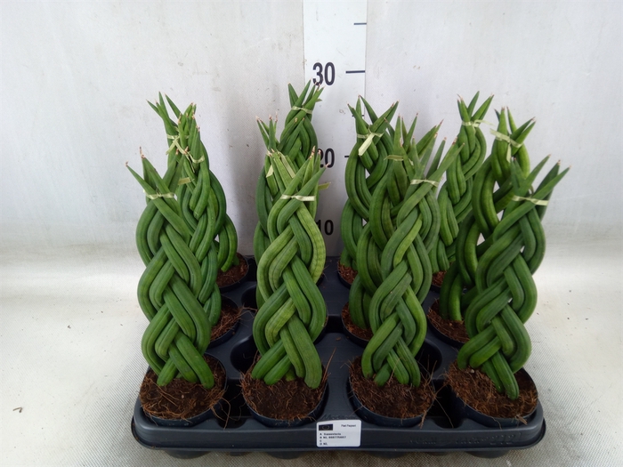 <h4>Sansevieria cyl.  ...</h4>