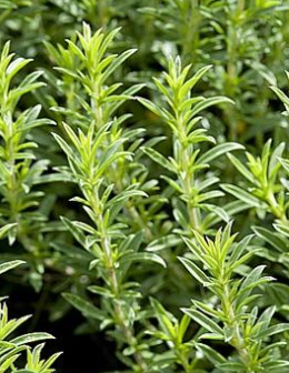 <h4>Satureja montana</h4>