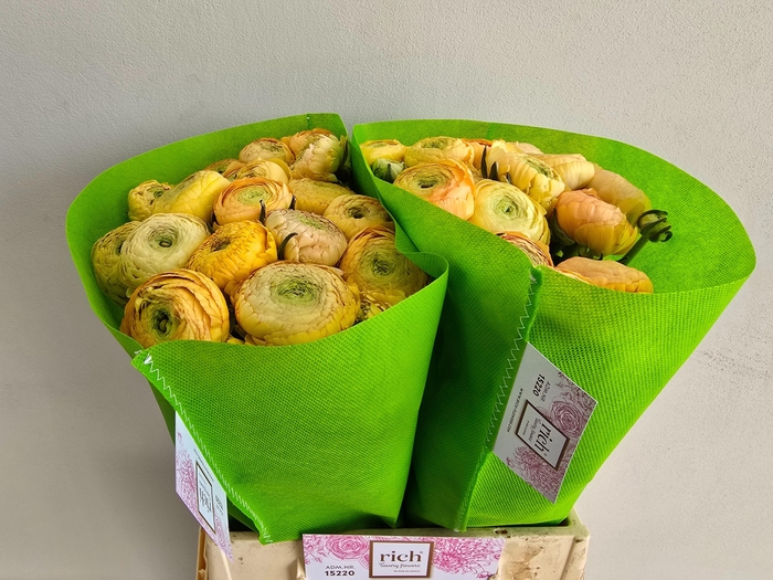 <h4>Ran Aazur Champagne</h4>