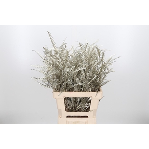 Grevilea Ivanhoe Kl Bh Platina