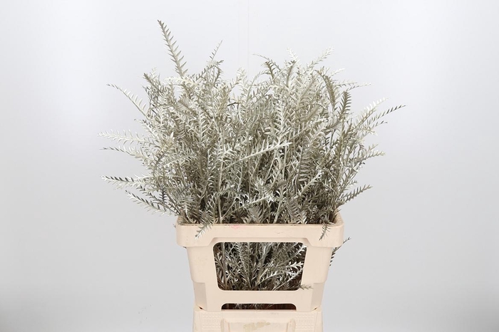 <h4>Grevilea Ivanhoe Kl Bh Platina</h4>