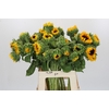 Helianthus Orange Fire