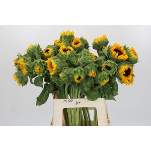Helianthus Orange Fire