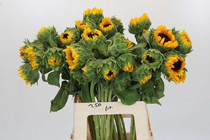 <h4>Helianthus Orange Fire</h4>