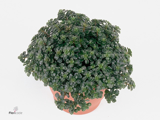 Sedum makinoi 'Kosmosje'