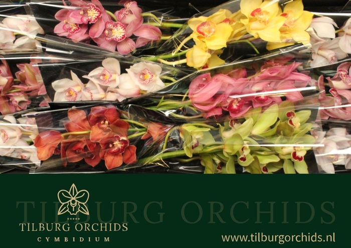 <h4>CYMB GR GEMENGD</h4>