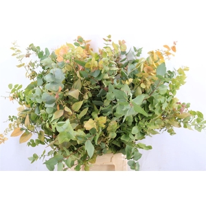 Euca Stuartiana Autumn P Bunch
