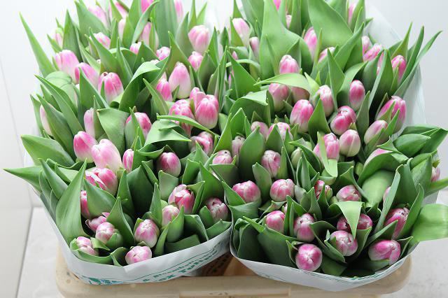 <h4>TU EN FLORENCE</h4>