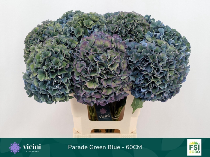 <h4>Hydrangea  'Royal Parade'   CL</h4>