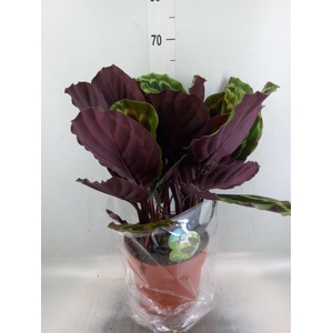Calathea  'Medallion'
