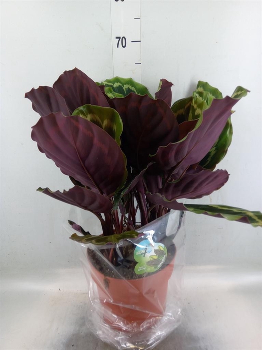 <h4>Calathea  'Medallion'</h4>