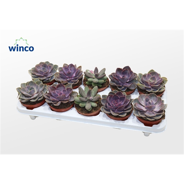<h4>Echeveria Pink Mix (3spc.)</h4>