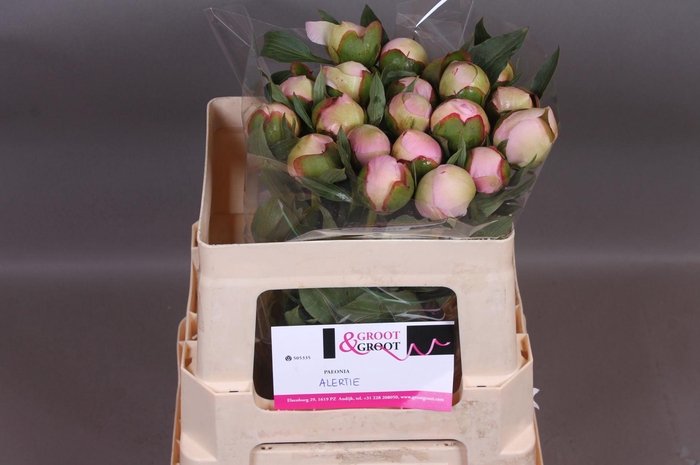 <h4>Paeonia Alertie</h4>