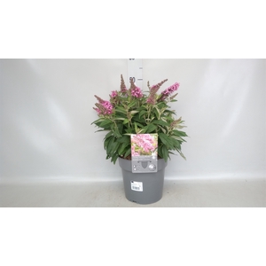 Buddleja   ...