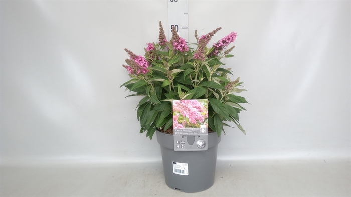 <h4>Buddleja   ...</h4>