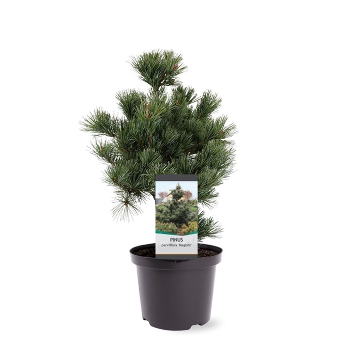 <h4>Pinus parviflora Negishi</h4>