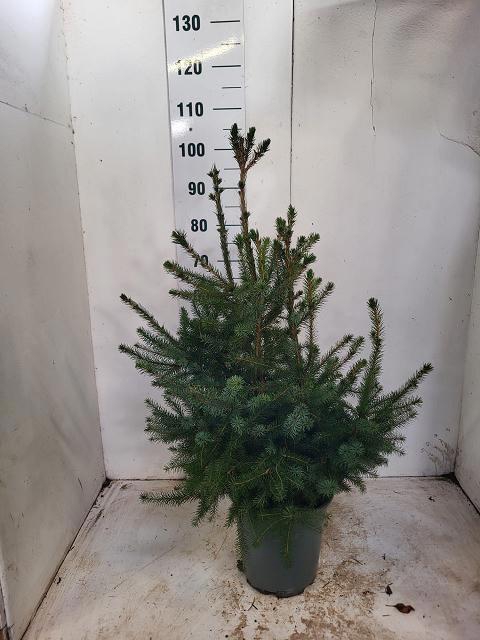 <h4>PICEA OMORIKA</h4>
