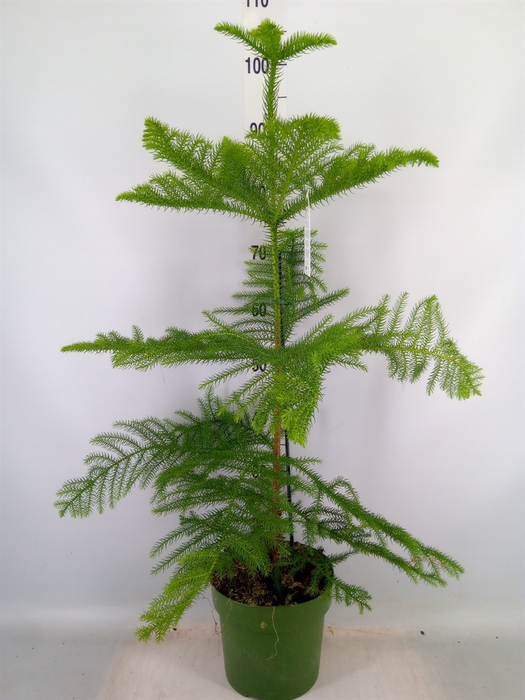 <h4>Araucaria heterophylla</h4>