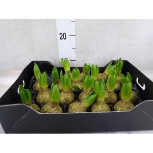 Hyacinthus orie.   ...waxed H%