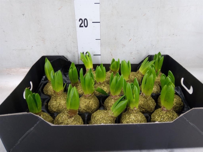 <h4>Hyacinthus orie.   ...waxed H%</h4>