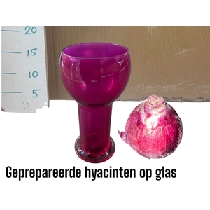 BLOEMBOL HYACINT GEM