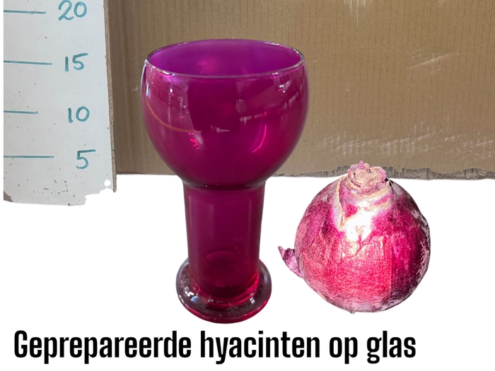 BLOEMBOL HYACINT GEM