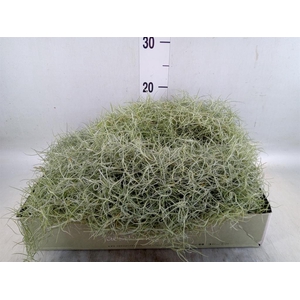 Tillandsia usneoides