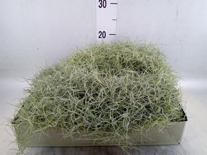 <h4>Tillandsia usneoides</h4>