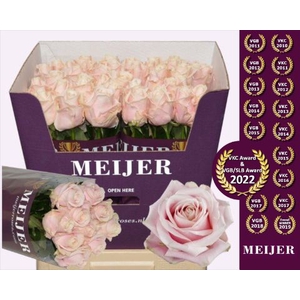 Rozen Rosa Sweet Avalanche