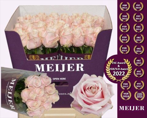 <h4>Rozen Rosa Sweet Avalanche</h4>