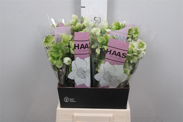 <h4>Hell Magnific Bells</h4>