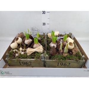 Arr.   Bol/Knolgewas L%