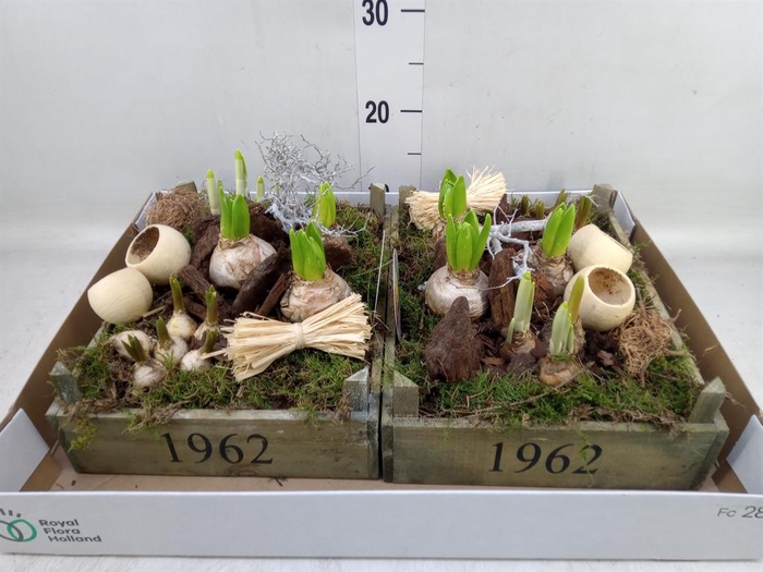 <h4>Arr. Bol/Knolgewas L%</h4>