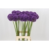 Allium Ambassador