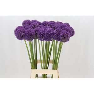 Allium Ambassador