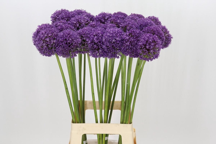 <h4>Allium Ambassador</h4>