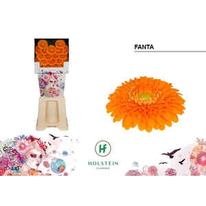 Germini Pomponi Fanta Diamond