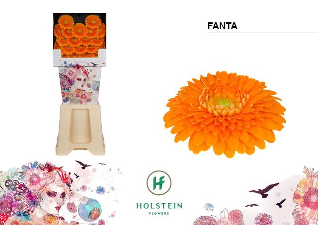 <h4>Germini Pomponi Fanta Diamond</h4>