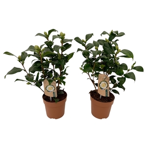 Camellia Brushfield yellow 10-15 knop