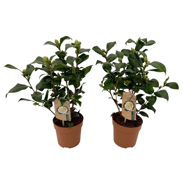 <h4>Camellia Brushfield yellow 10-15 knop</h4>