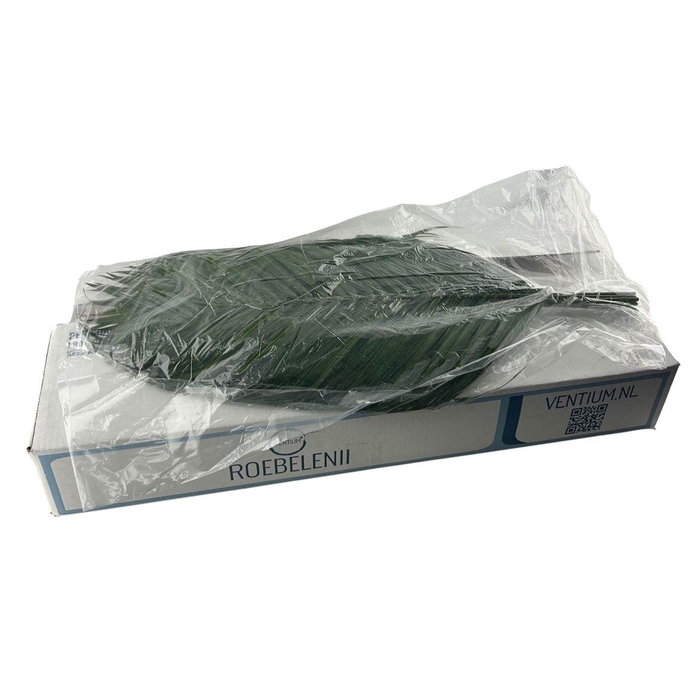 <h4>Phoenix Roebelini Ventium 80cm Vac.</h4>