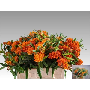 Ascl Tuberosa