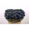Eryngium Magnetar Qstar 60cm X30